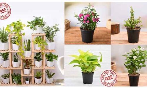 NurseryLive Offers: Get 5 Flower Plants For FREE | No Referral Needed | Coupons code Added