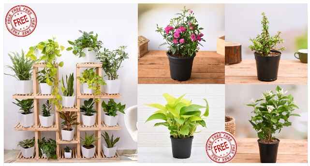 NurseryLive Free plant