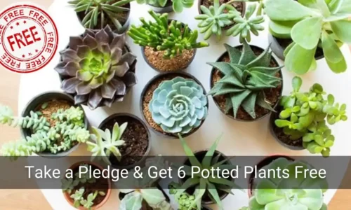Nursery Live Free Plants: Get 6 Potted Succulent Plants Worth ₹1500