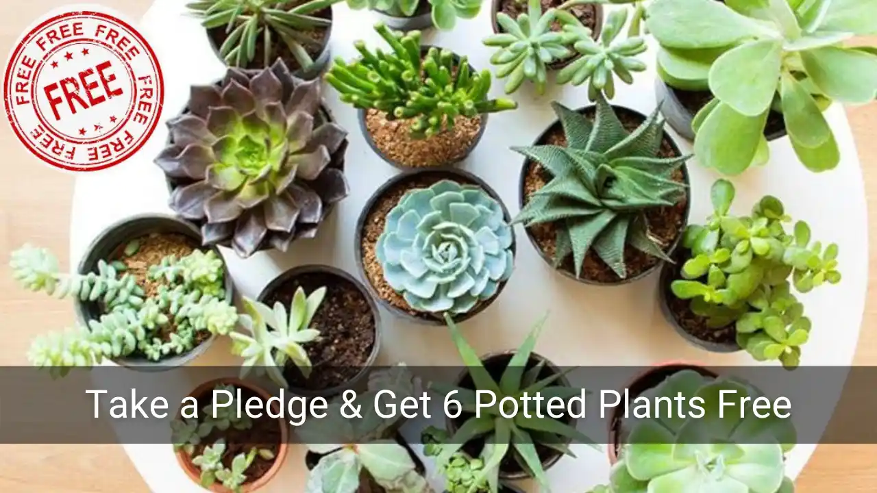 Read more about the article Nursery Live Free Plants: Get 6 Potted Succulent Plants Worth ₹1500