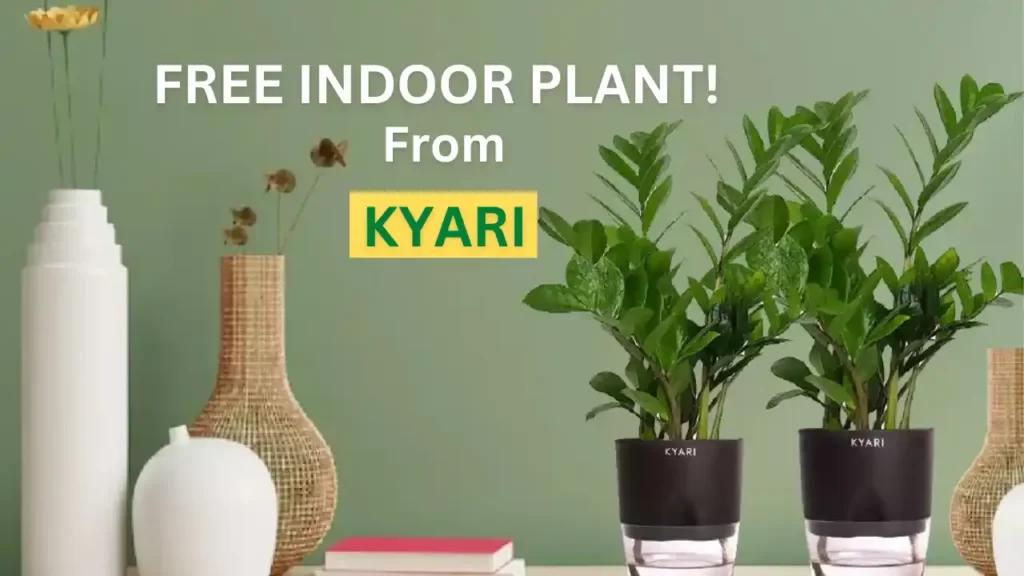 Free Kyari Plants